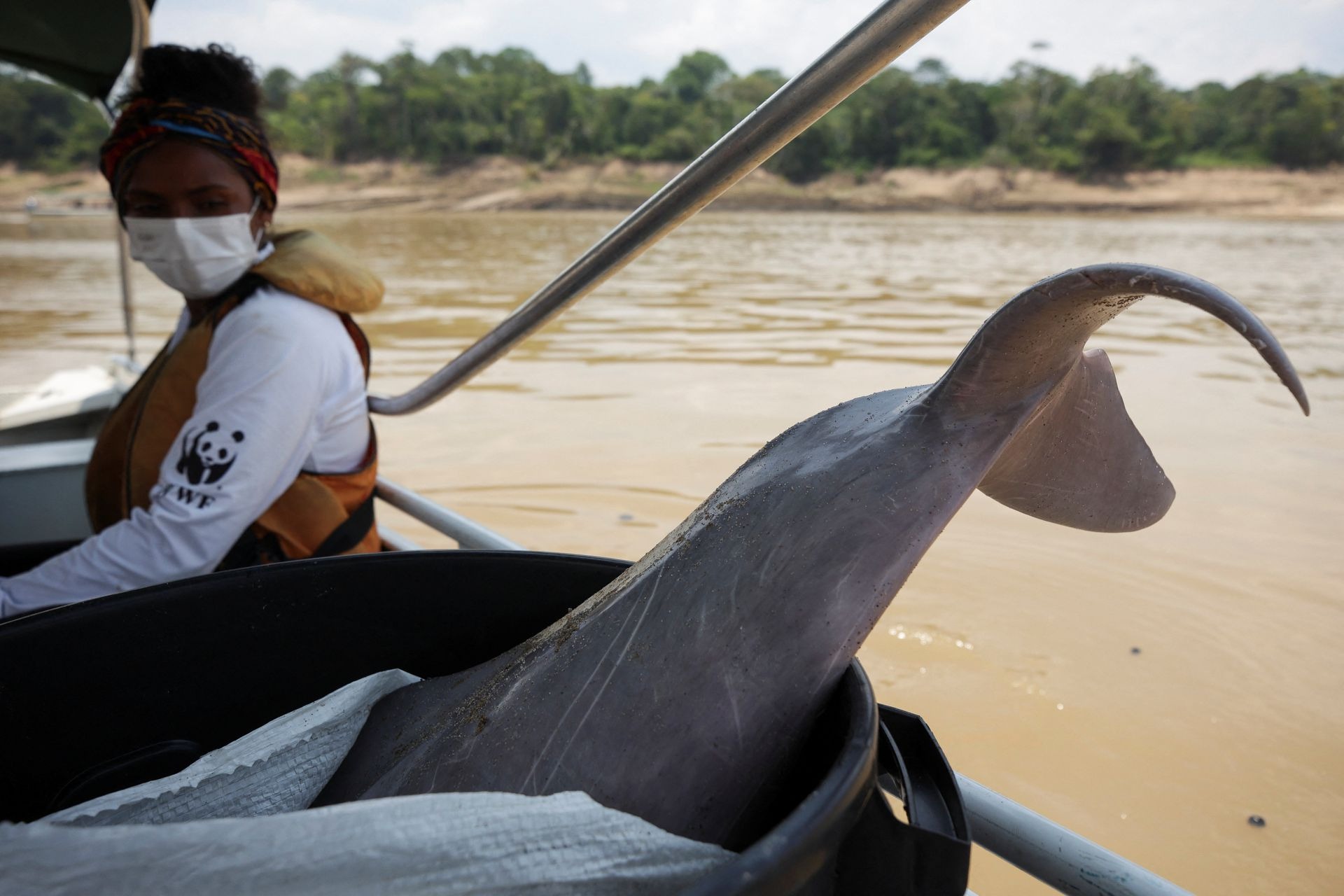 Đất đai nứt nẻ, cá heo chết vì hạn hán kinh hoàng trên sông Amazon - Ảnh 9.
