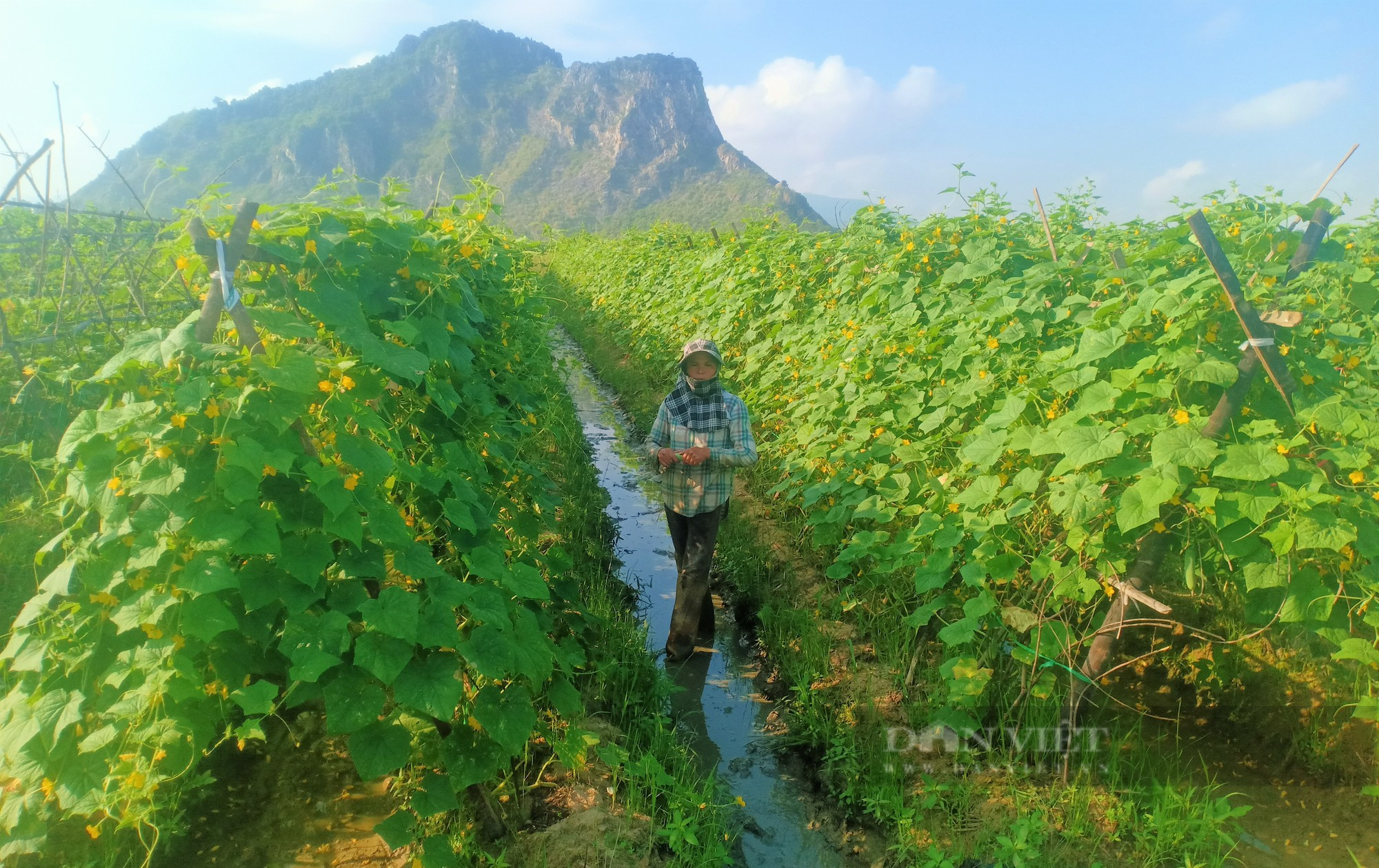 Dân xã này trồng loại cây ra trái không kịp cản, trái giòn ngon, thương lái đánh xe đến tận ruộng thu mua - Ảnh 1.