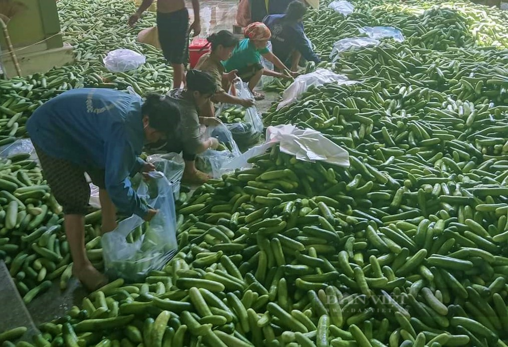 Dân xã này trồng loại cây ra trái không kịp cản, trái giòn ngon, thương lái đánh xe đến tận ruộng thu mua - Ảnh 2.