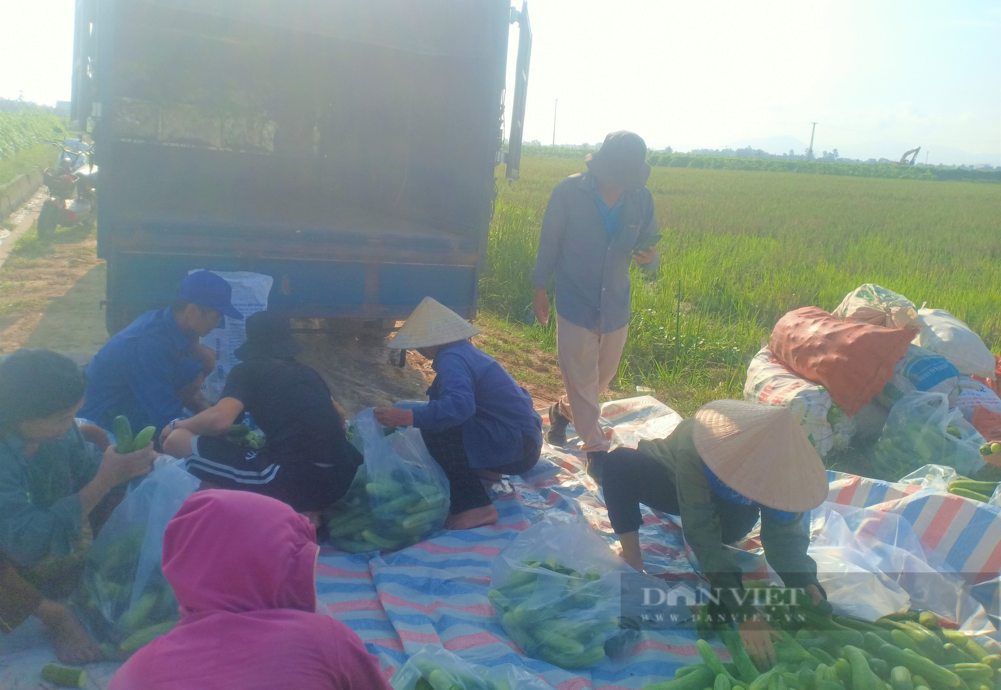 Dân xã này trồng loại cây ra trái không kịp cản, trái giòn ngon, thương lái đánh xe đến tận ruộng thu mua - Ảnh 3.