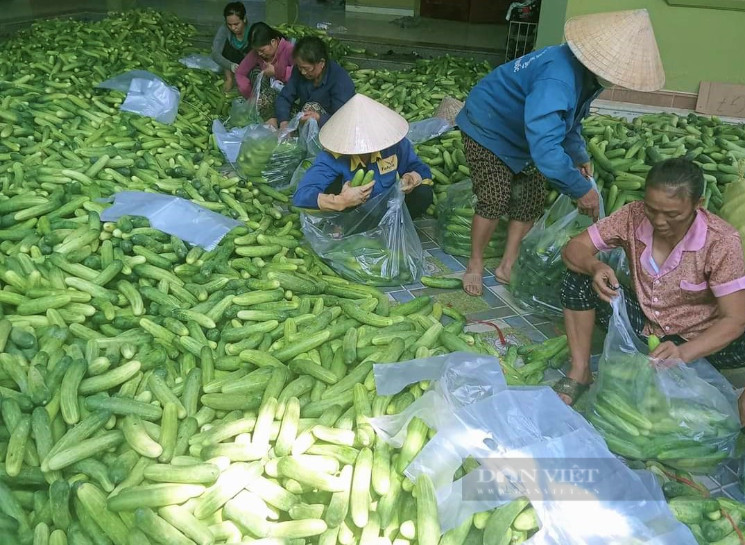 Dân xã này trồng loại cây ra trái không kịp cản, trái giòn ngon, thương lái đánh xe đến tận ruộng thu mua - Ảnh 5.