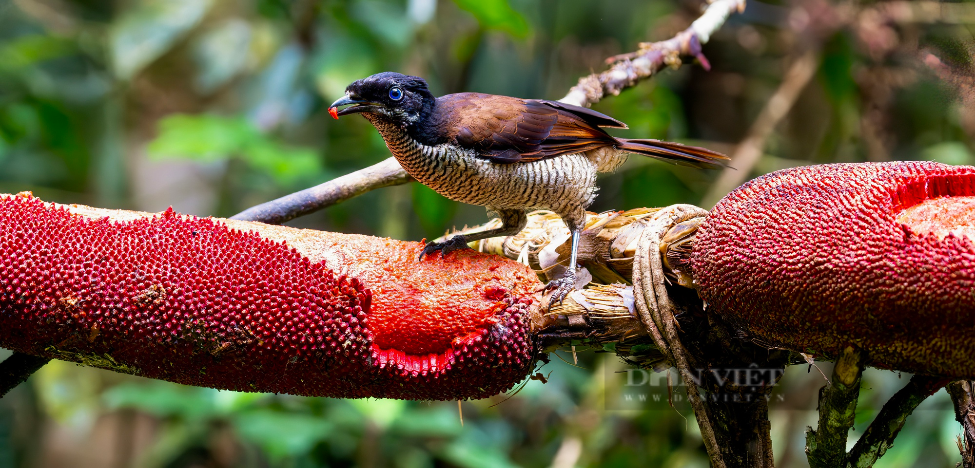 10 ngày hành xác ở &quot;xứ Thiên Đường&quot;: Dõi cánh Thiên Đường và dấu ấn &quot;birder Việt&quot; (Bài 2) - Ảnh 3.