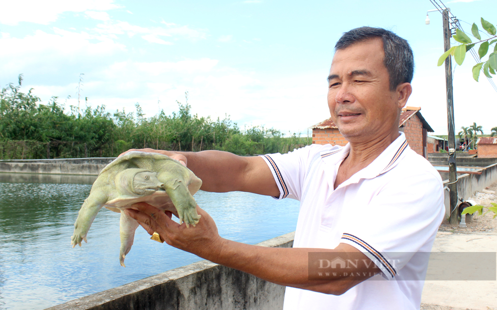 Ông Phạm Văn Toại đang sở hữu 50 hồ nuôi ba ba. Ảnh: Nguyên Vỹ