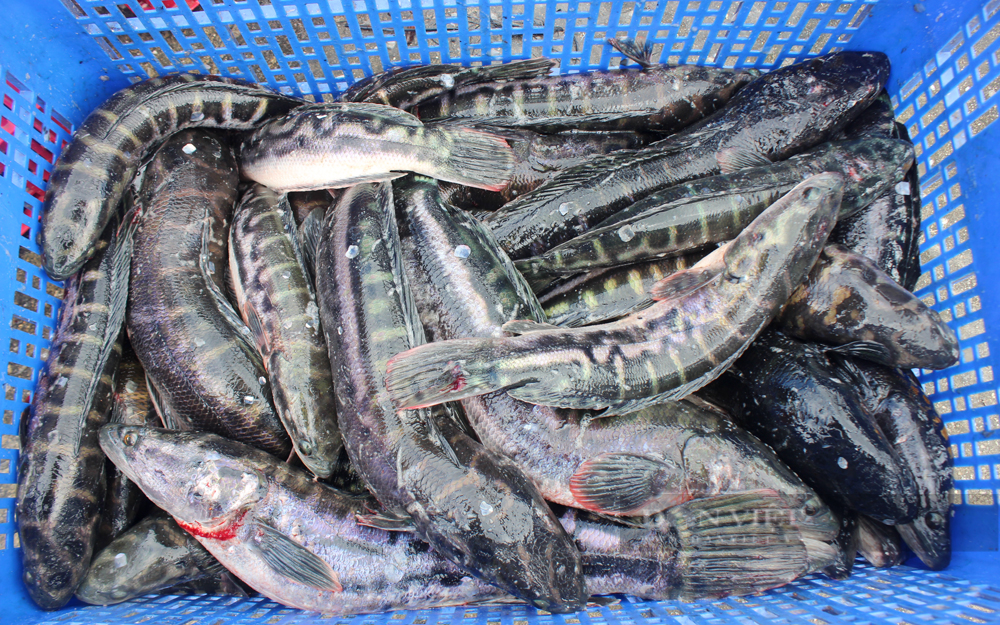Mỗi năm, ông Toại cung cấp ra thị trường khoảng 400 tấn cá lóc bông. Ảnh: Nguyên Vỹ