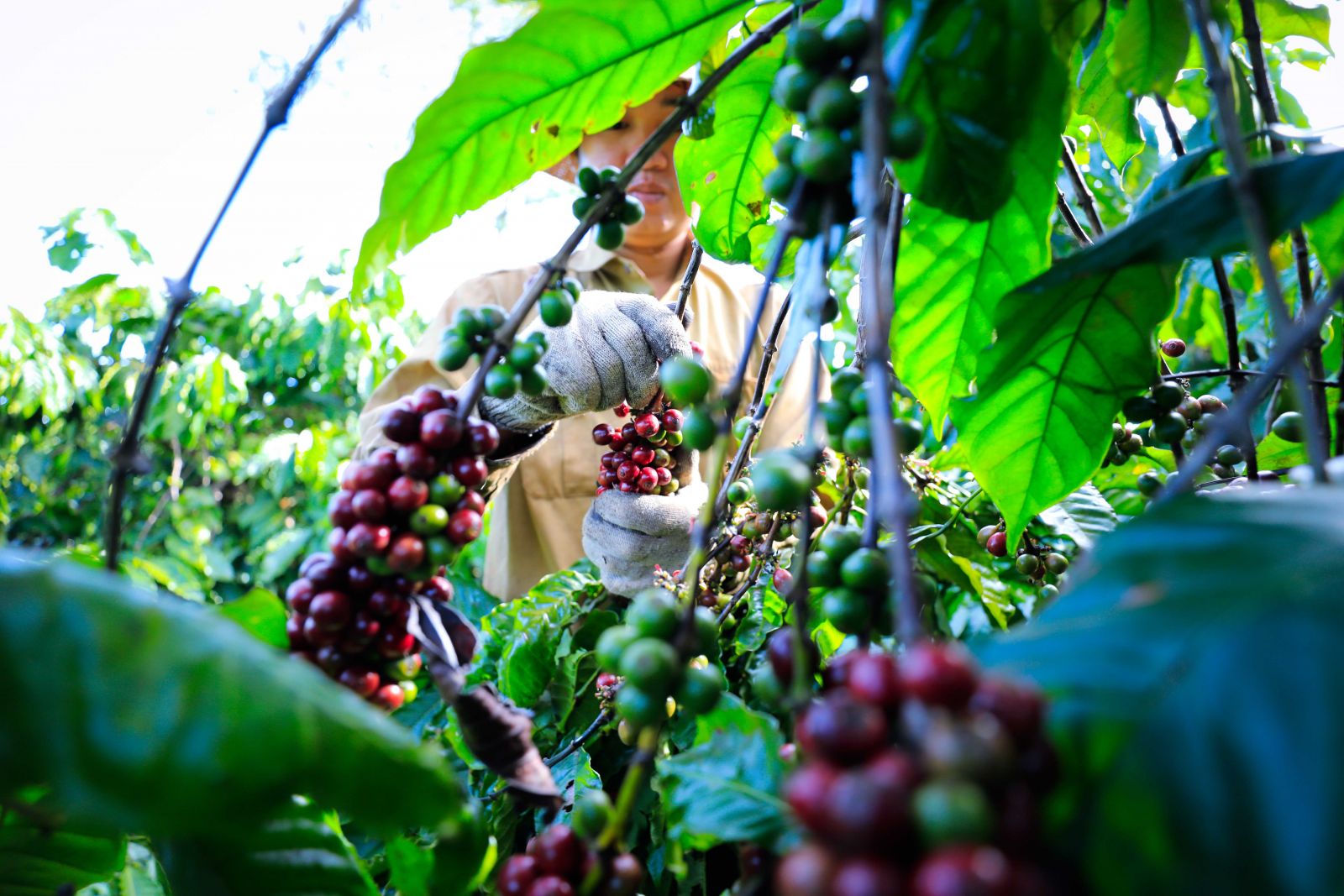 Giá cà phê ngày 14/2: Giá cà phê trong nước giảm về 79.000 đồng/kg, lo ngại từ nguồn cung Brazil- Ảnh 3.