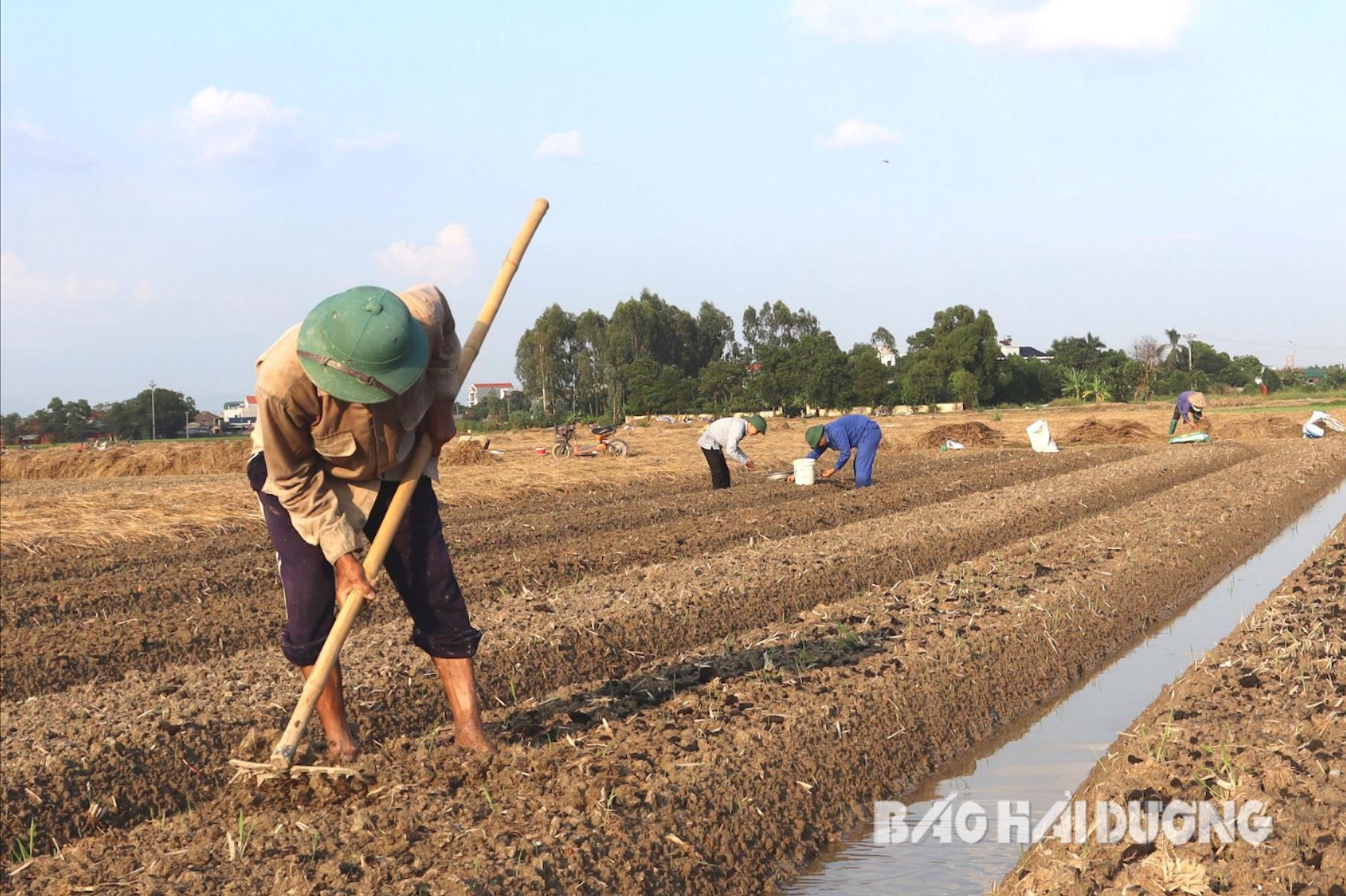 Một xã của tỉnh Hải Dương, nông dân sáng vừa gặt lúa chiều đã làm đất trồng thứ củ thơm nức - Ảnh 1.