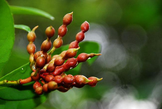 Thứ quả nghe tên thì 'chết ngất' nhưng có hương vị thơm ngon, ăn một lần là nhớ mãi - Ảnh 3.