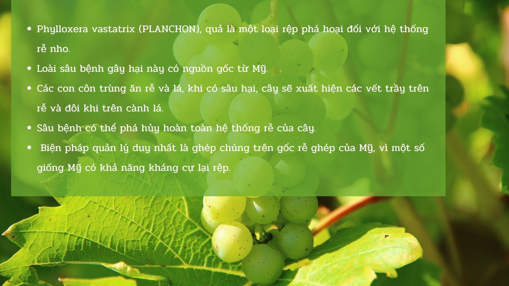 SỔ TAY NHÀ NÔNG: Các loại sâu hại trên cây nho bà con cần lưu ý  - Ảnh 1.