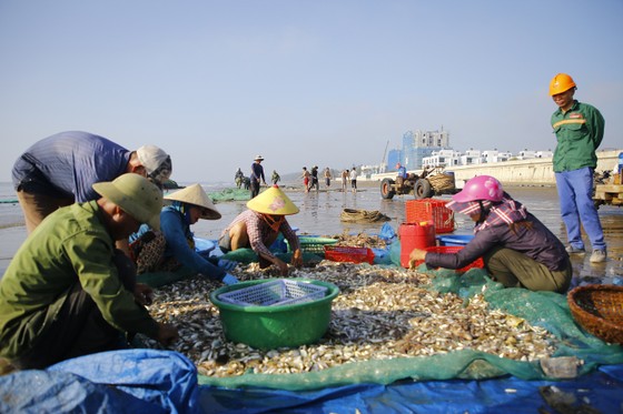 Cá ngảng là loài cá gì mà mùa này cứ ra biển là &quot;kéo&quot; được hàng tạ cá, ăn rất tốt cho bà bầu - Ảnh 4.