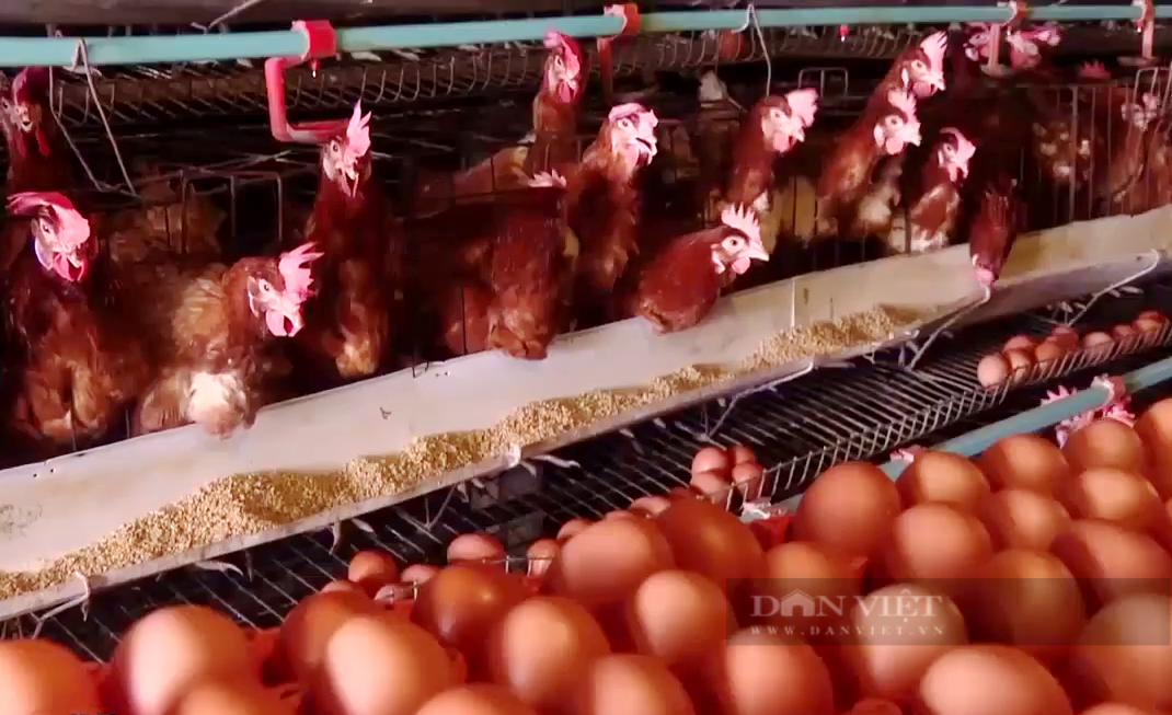 Một người ở Long An nuôi gà lấy trứng trại lạnh được phong Nông dân Việt Nam xuất sắc 2023 - Ảnh 2.