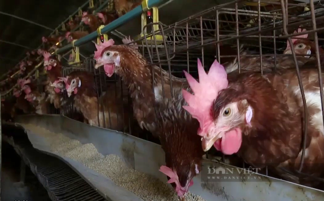 Một người ở Long An nuôi gà lấy trứng trại lạnh được phong Nông dân Việt Nam xuất sắc 2023 - Ảnh 4.