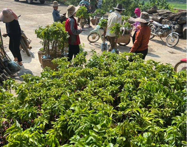 Những đầu tàu liên kết, 'kéo' nông dân làm giàu - Ảnh 3.