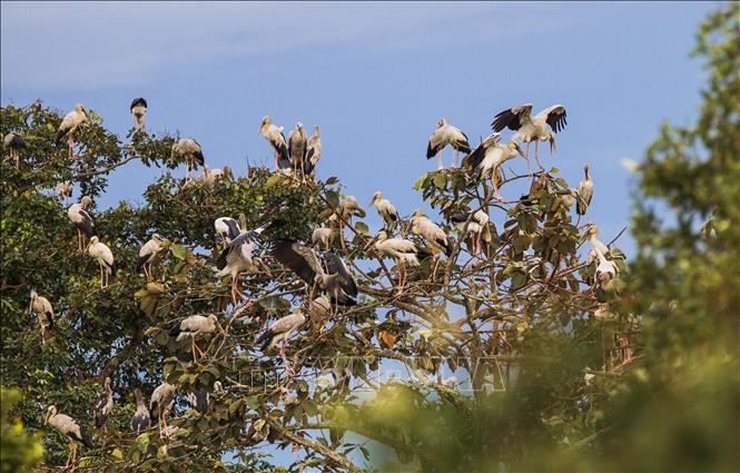 Một vườn quốc gia rộng hơn 30.000ha ở Tây Ninh, thấy chim cò đậu kín cây - Ảnh 1.