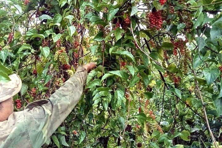 Người dân ở thủ phủ “sương mù” huyện Tu Mơ Rông kéo nhau vào các cánh rừng săn “thần dược” ngũ vị tử - Ảnh 1.