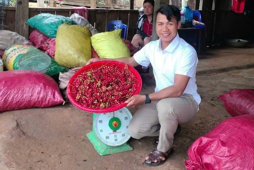 Người dân ở thủ phủ “sương mù” huyện Tu Mơ Rông kéo nhau vào các cánh rừng săn “thần dược” ngũ vị tử - Ảnh 4.