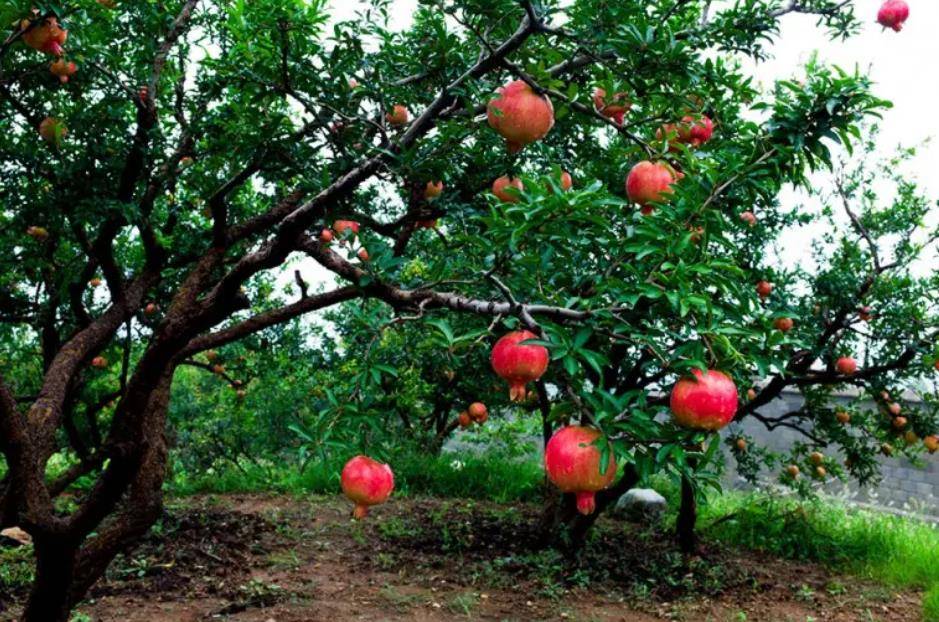 Người xưa nói: &quot;Trong sân không cây, gia đình bớt lộc&quot;, 7 cây nên trồng để rước tài, chiêu an - Ảnh 4.