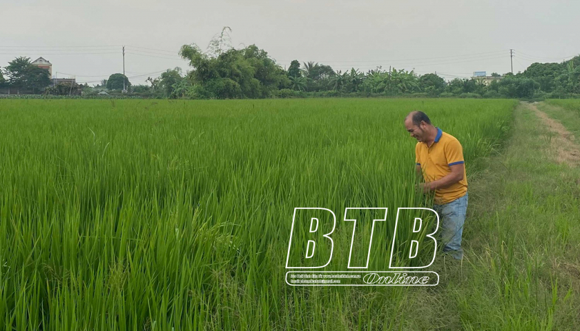 Một mình cấy 40ha lúa với giàn máy móc hỗ trợ, anh nông dân Thái Bình thu 280 tấn thóc/năm - Ảnh 1.