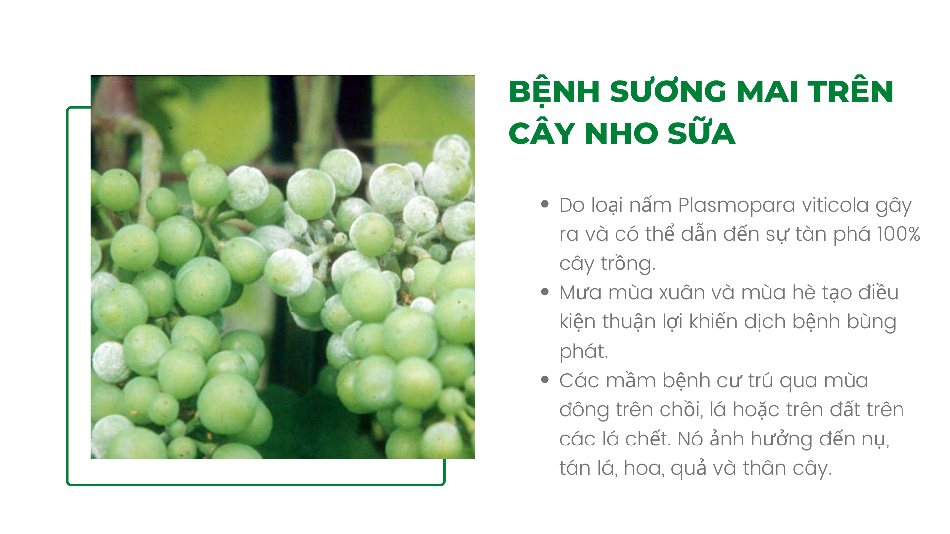 SỔ TAY NHÀ NÔNG: Các loại bệnh thường gặp trên cây nho sữa - Ảnh 2.