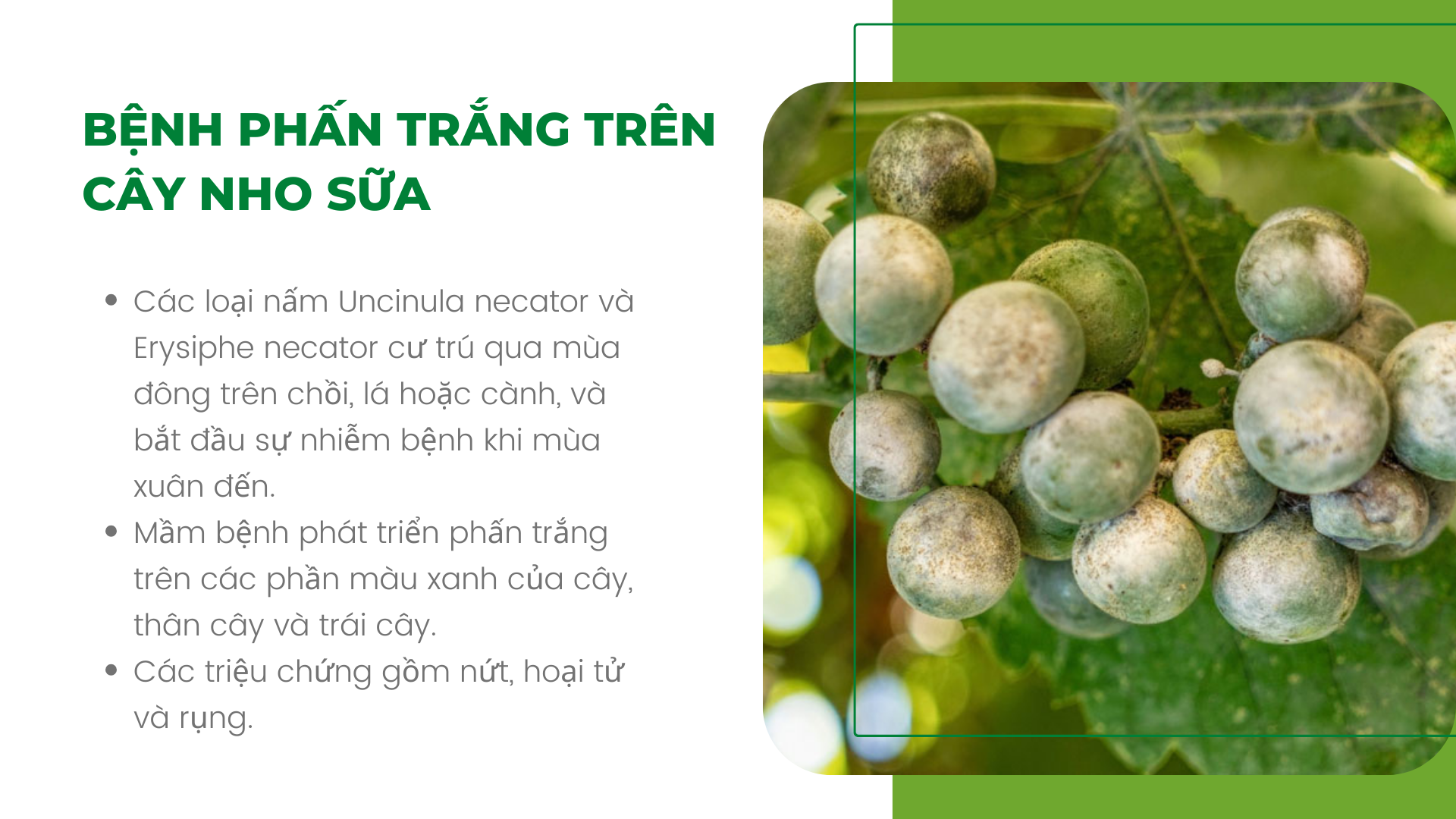 SỔ TAY NHÀ NÔNG: Các loại bệnh thường gặp trên cây nho sữa - Ảnh 4.