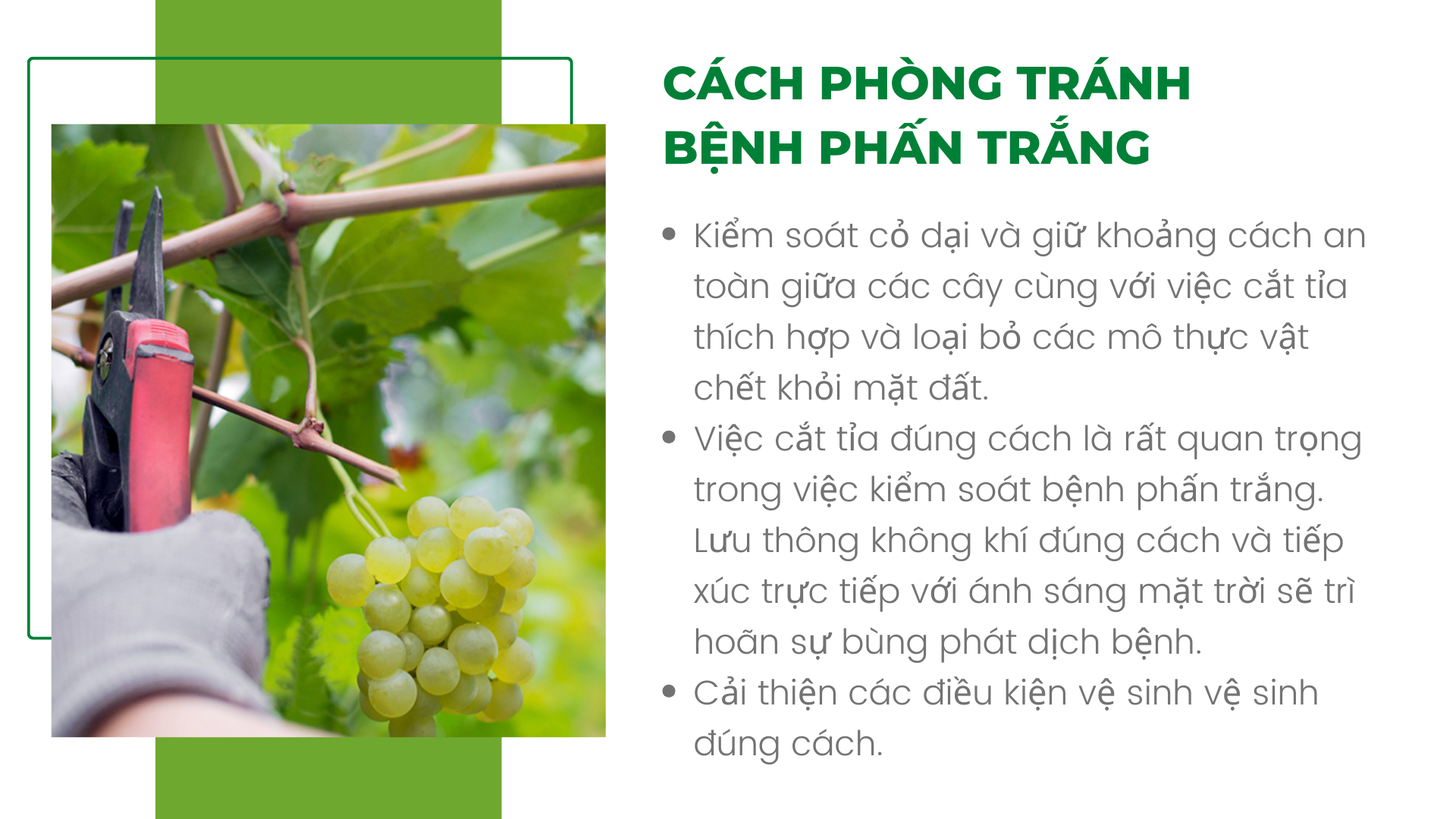 SỔ TAY NHÀ NÔNG: Các loại bệnh thường gặp trên cây nho sữa - Ảnh 5.