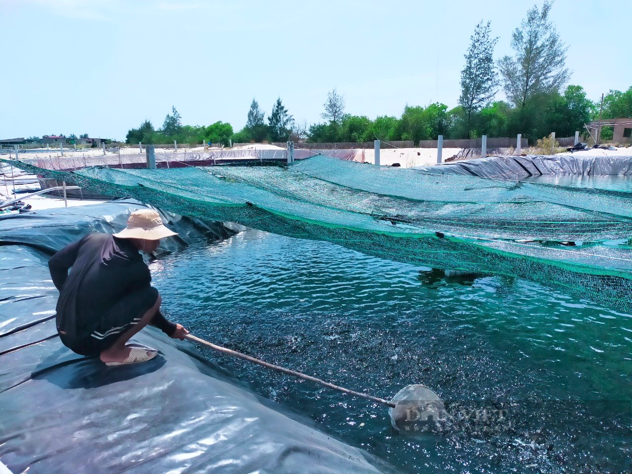 Quảng Bình: Nông dân nuôi cá lóc trong hồ tôm đến khi thu hoạch vớt lên toàn con to bự, thu tiền tỷ - Ảnh 2.