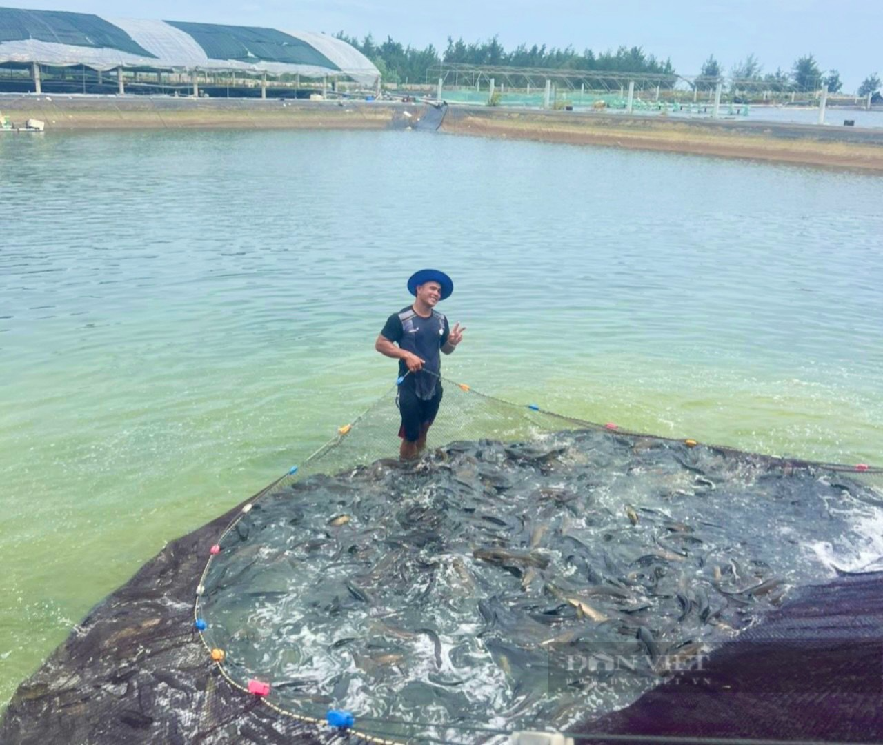 Quảng Bình: Nông dân nuôi cá lóc trong hồ tôm đến khi thu hoạch vớt lên toàn con to bự, thu tiền tỷ - Ảnh 4.