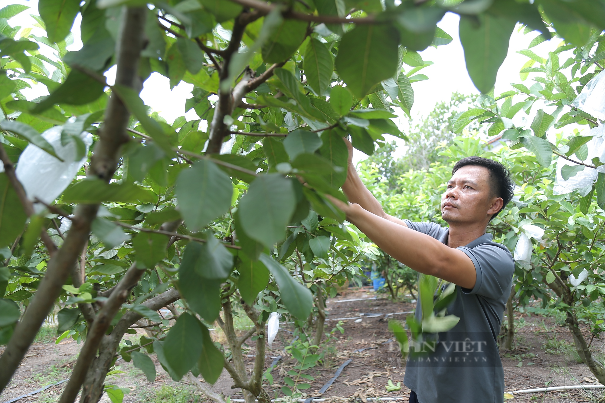 Bỏ trồng lúa để trồng trái sần sùi trên đất phèn, thanh niên Bình Chánh làm nên cơ nghiệp - Ảnh 2.