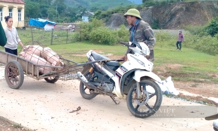 Quảng Bình: Lợn chết hàng loạt do dịch bệnh, Chi cục Thú y khuyến cáo điều gì? - Ảnh 2.