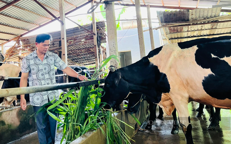 Nông dân chăn nuôi bò sữa ở huyện Củ Chi, TP.HCM. Ảnh: T.L