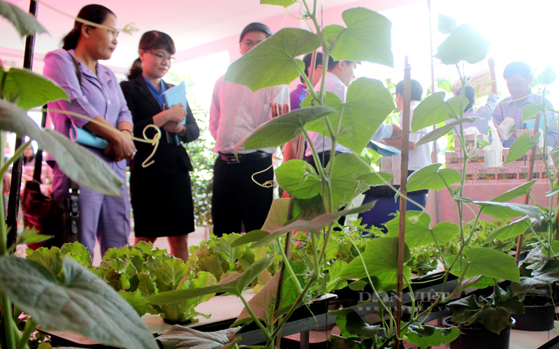 Ban Quản lý Khu Nông nghiệp Công nghệ cao cũng đã triển khai xây dựng 198 mô hình trồng rau ăn lá, ăn quả theo quy trình VietGAP. Ảnh: Thuận An