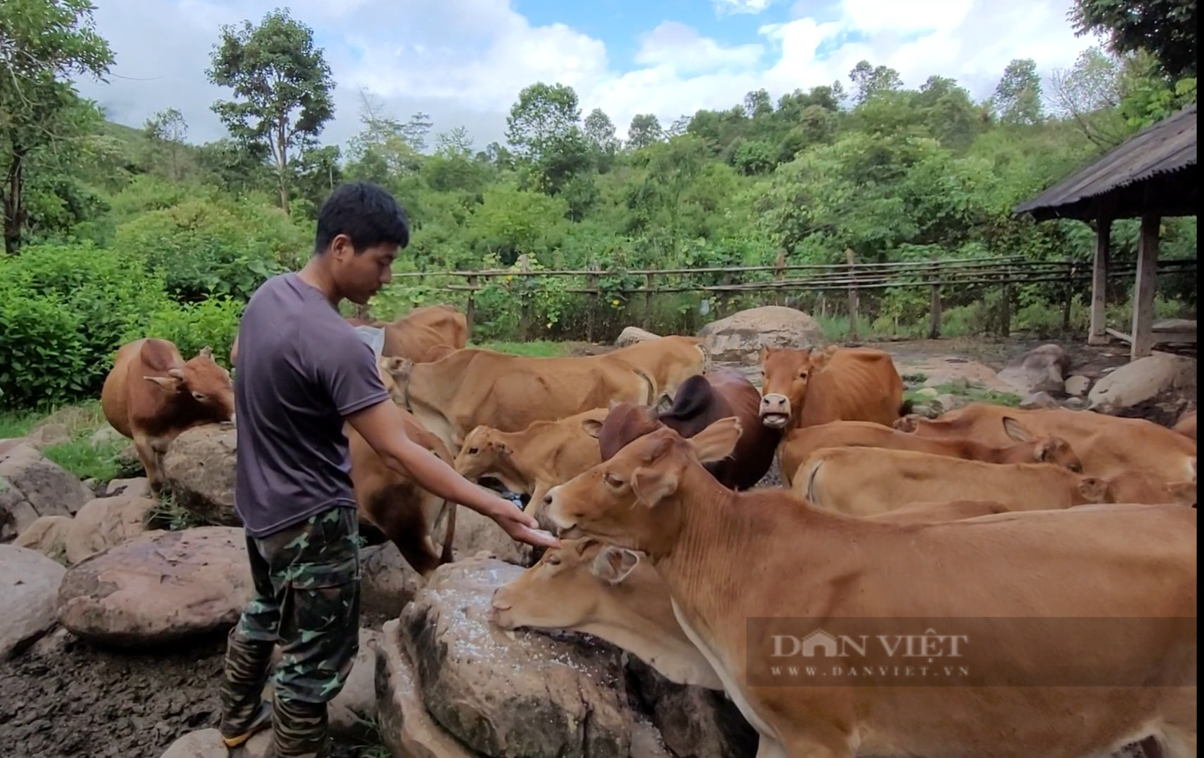 Chỉ nuôi bò trên thảo nguyên Tá Miếu, lão nông dân tộc Hà Nhì được bình chọn là nông dân Việt Nam xuất sắc 2023 - Ảnh 1.