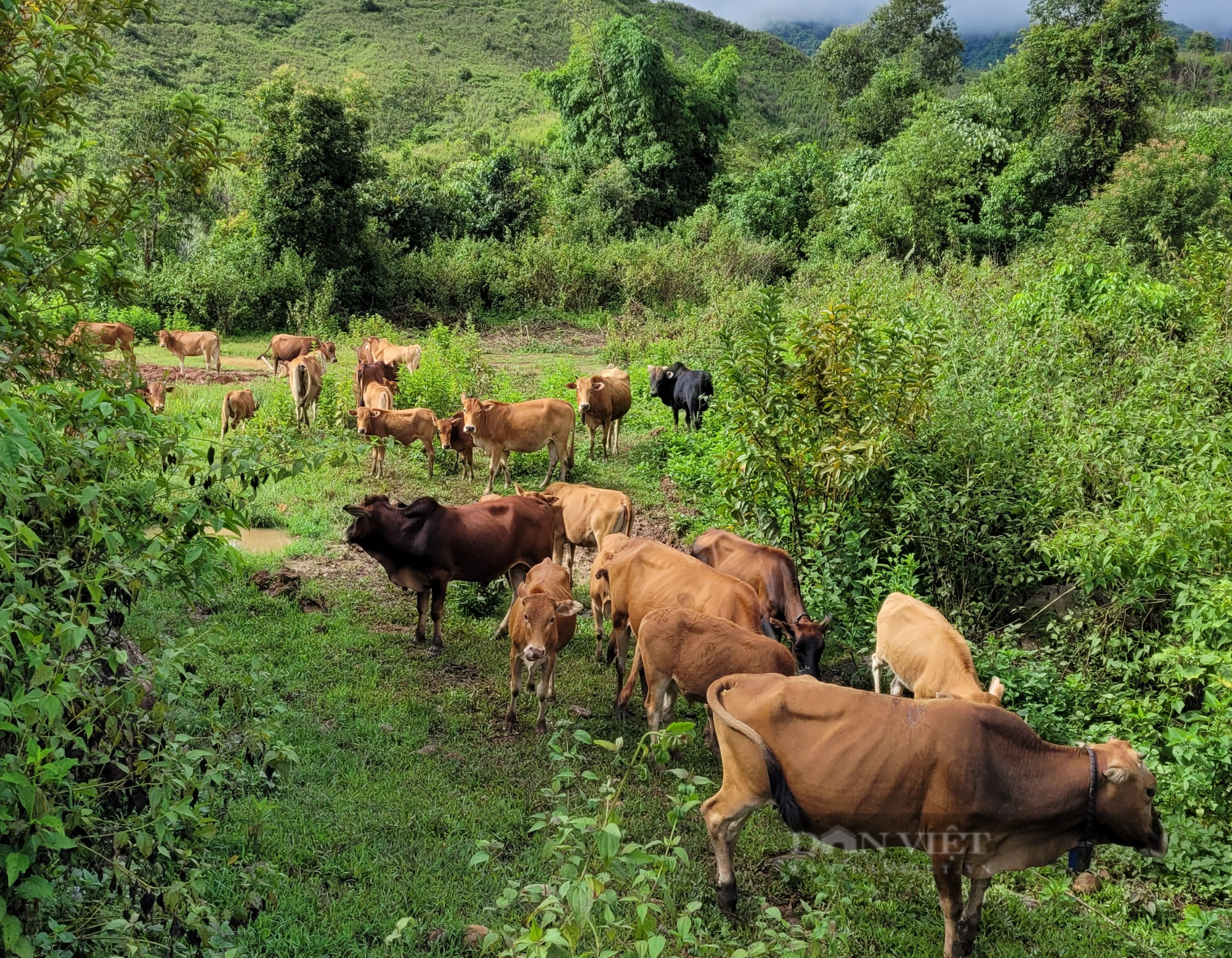 Chỉ nuôi bò trên thảo nguyên Tá Miếu, lão nông dân tộc Hà Nhì được bình chọn là nông dân Việt Nam xuất sắc 2023 - Ảnh 2.