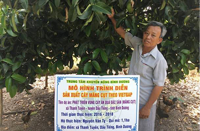 Phát triển vùng cây ăn trái gắn với du lịch sinh thái - hướng đi phù hợp của huyện Dầu Tiếng. Trong ảnh: Ông Nguyễn Văn Tỵ bên vườn măng cụt của gia đình. Ảnh: Hồng Nga
