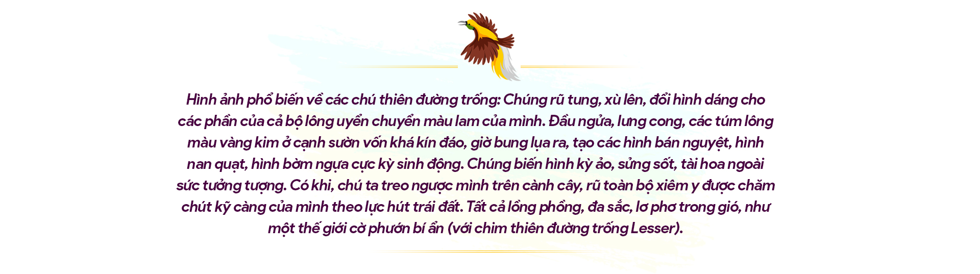 10 ngày hành xác ở &quot;xứ Thiên Đường&quot;: Mục sở thị loài chim đẹp hơn cổ tích (Bài 3) - Ảnh 3.