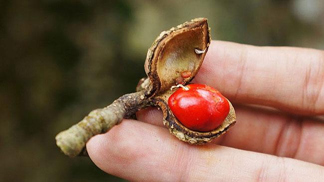 Loại hạt nổi tiếng của Tây Bắc, người dân săn tìm ráo riết, giá tới 2 triệu đồng/kg - Ảnh 5.