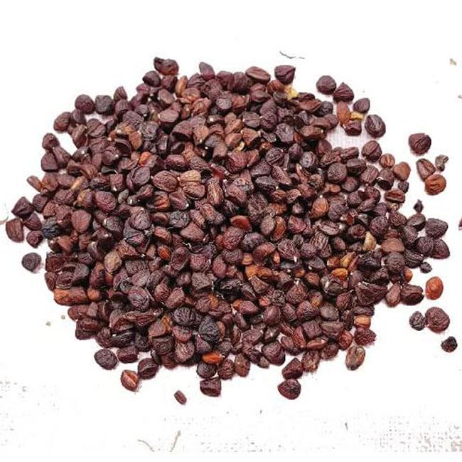 Loại hạt nổi tiếng của Tây Bắc, người dân săn tìm ráo riết, giá tới 2 triệu đồng/kg - Ảnh 1.