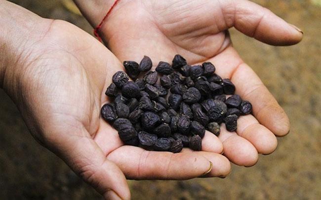 Loại hạt nổi tiếng của Tây Bắc, người dân săn tìm ráo riết, giá tới 2 triệu đồng/kg - Ảnh 4.