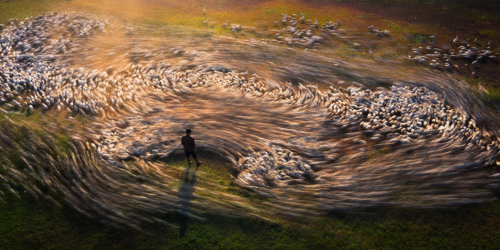  Nhiếp ảnh gia người Việt xuất sắc giành giải thưởng quốc tế khi săn ảnh cho vịt ăn  - Ảnh 2.