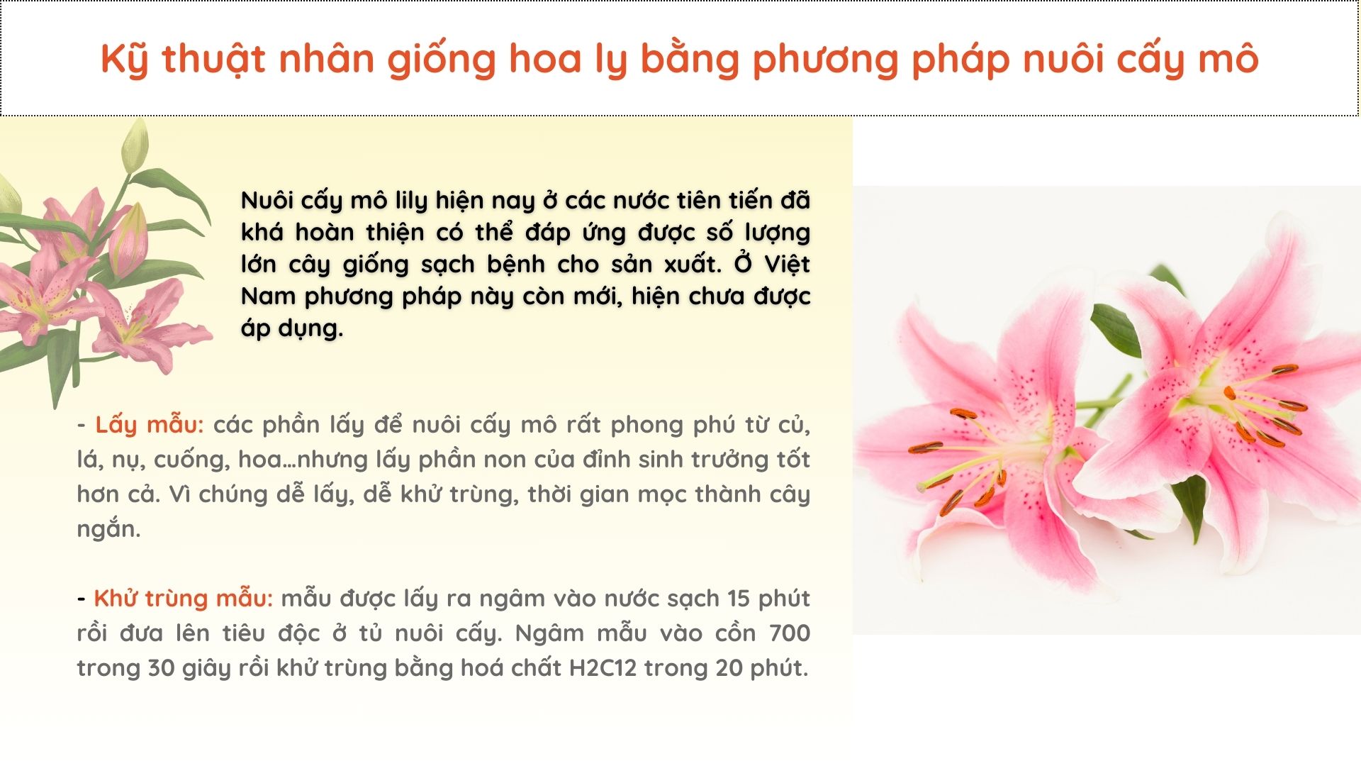 SỔ TAY NHÀ NÔNG: Nhân giống hoa ly hiệu quả nhờ phương pháp nuôi cấy mô tế bào - Ảnh 2.