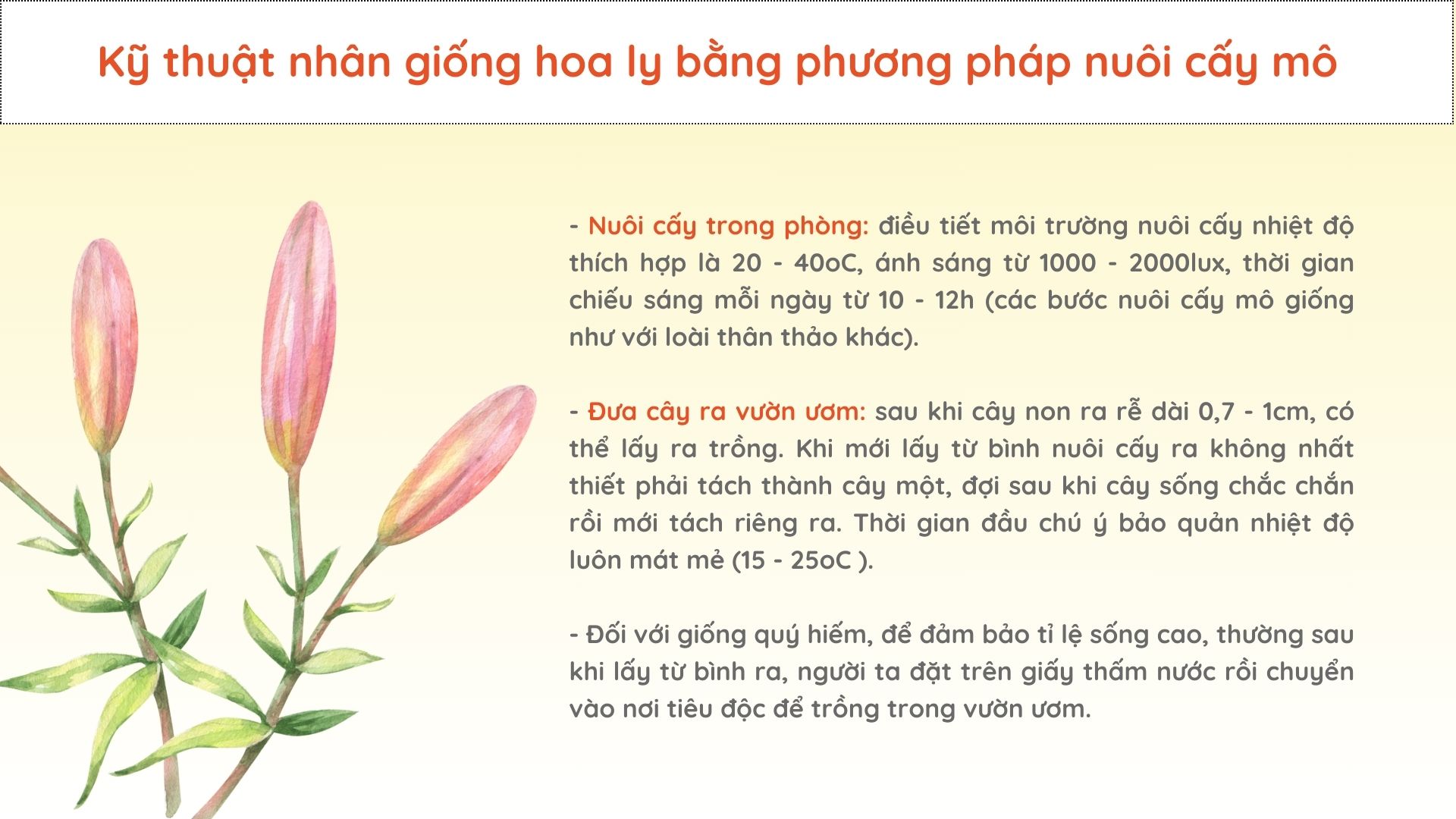 SỔ TAY NHÀ NÔNG: Nhân giống hoa ly hiệu quả nhờ phương pháp nuôi cấy mô tế bào - Ảnh 3.