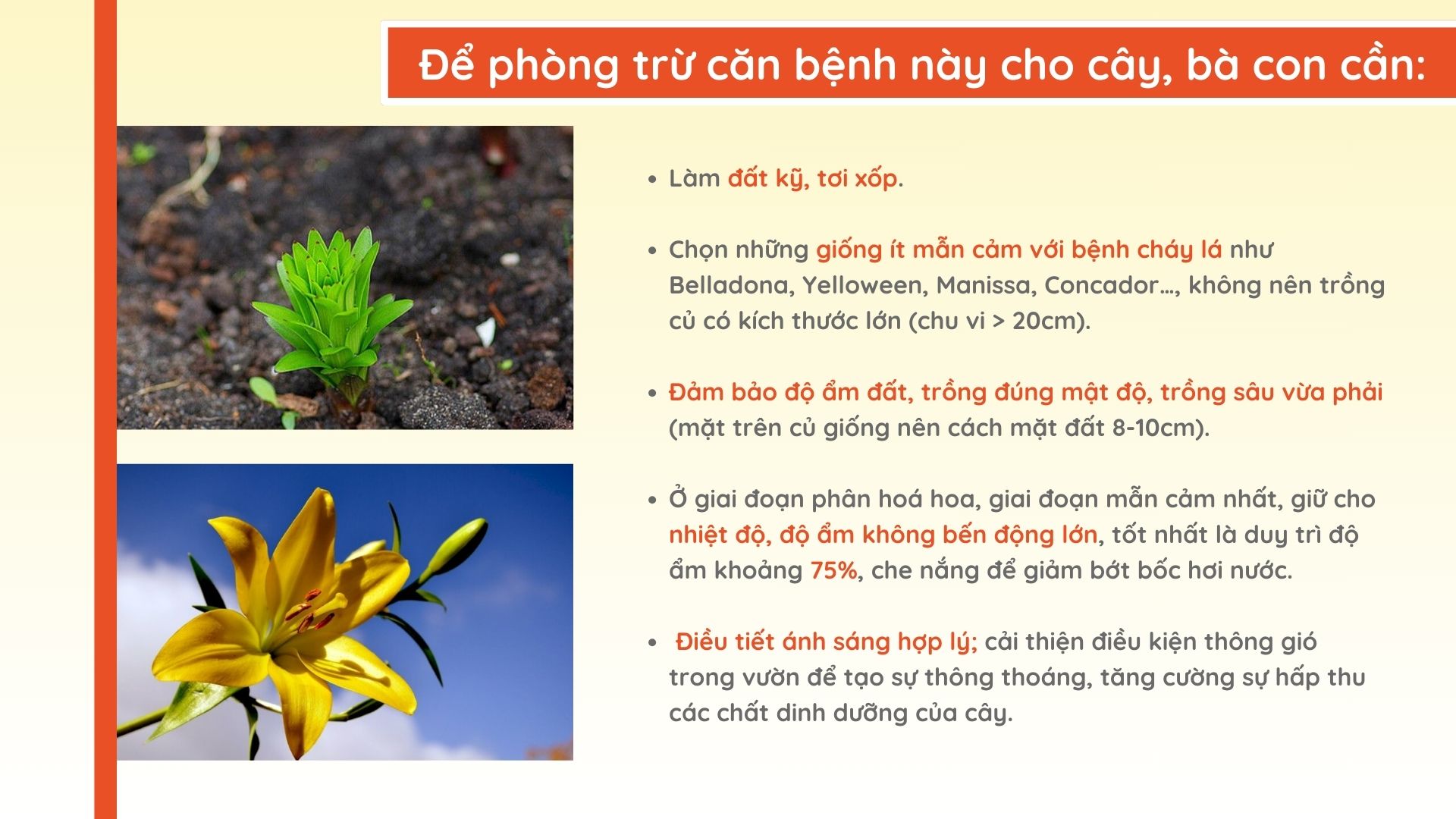 SỔ TAY NHÀ NÔNG: Cách nhận biết và phòng trừ bệnh cháy lá sinh lý ở cây hoa ly - Ảnh 4.