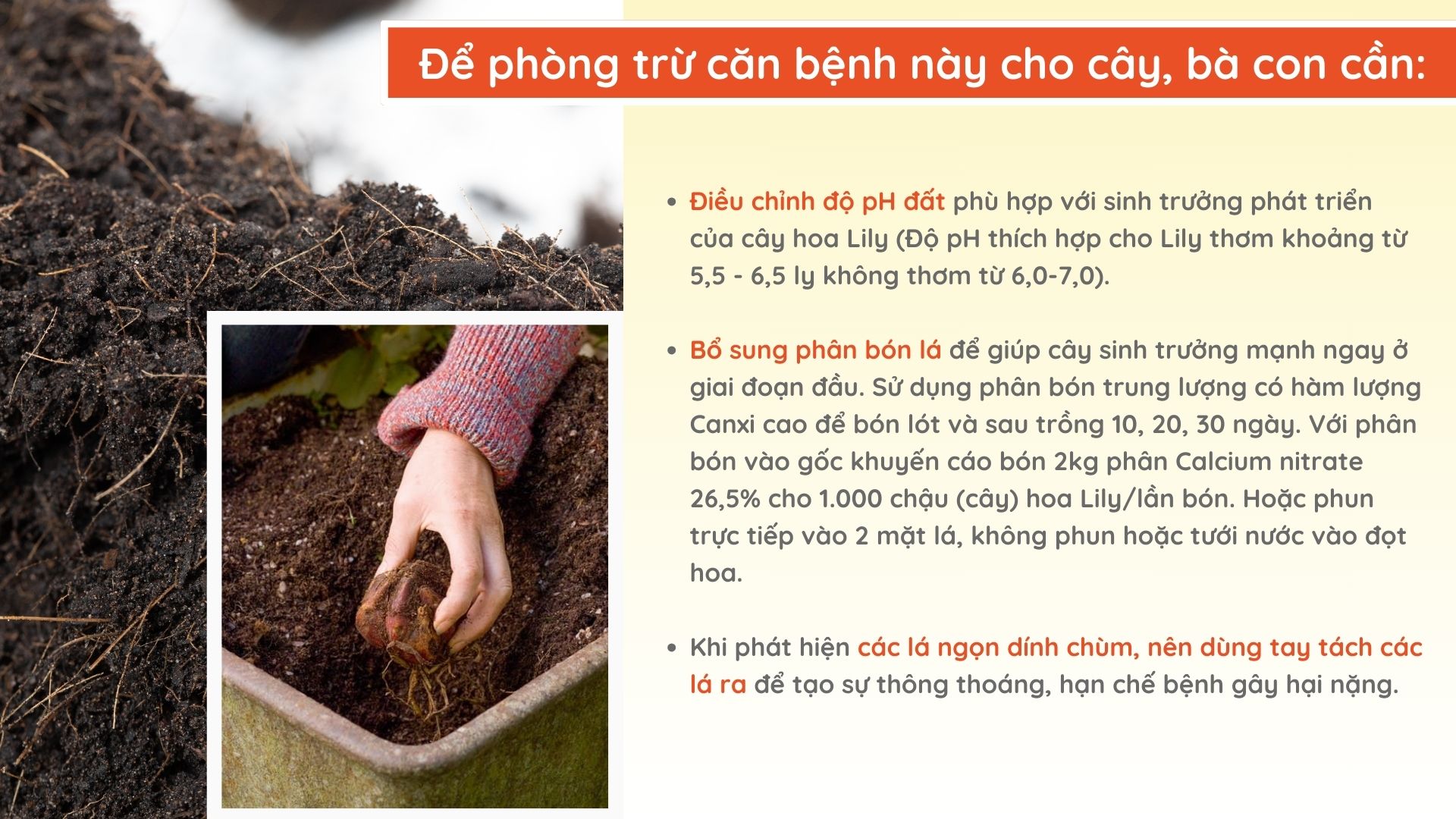 SỔ TAY NHÀ NÔNG: Cách nhận biết và phòng trừ bệnh cháy lá sinh lý ở cây hoa ly - Ảnh 5.