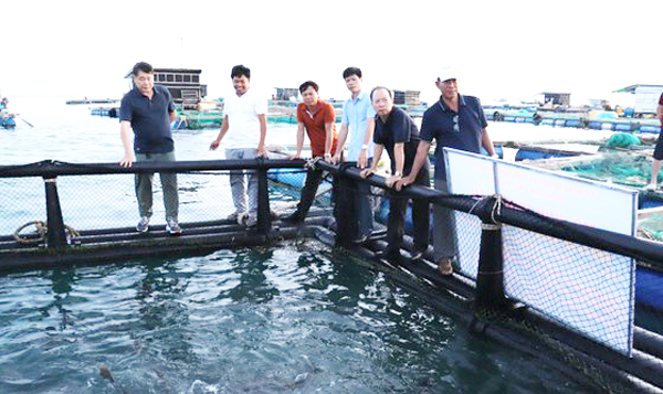“Nhất cử lưỡng tiện” sử dụng lồng nhựa HDPE nuôi cá trên biển ở Quảng Ngãi - Ảnh 5.