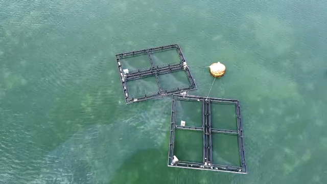 “Nhất cử lưỡng tiện” sử dụng lồng nhựa HDPE nuôi cá trên biển ở Quảng Ngãi - Ảnh 1.