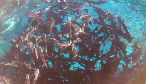 “Nhất cử lưỡng tiện” sử dụng lồng nhựa HDPE nuôi cá trên biển ở Quảng Ngãi - Ảnh 3.