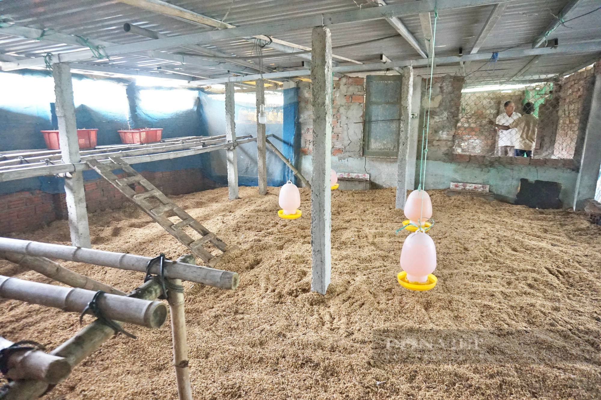 Gần 50 cán bộ, nông dân Đà Nẵng tham quan mô hình nuôi gà trên đệm lót sinh học dày - Ảnh 5.