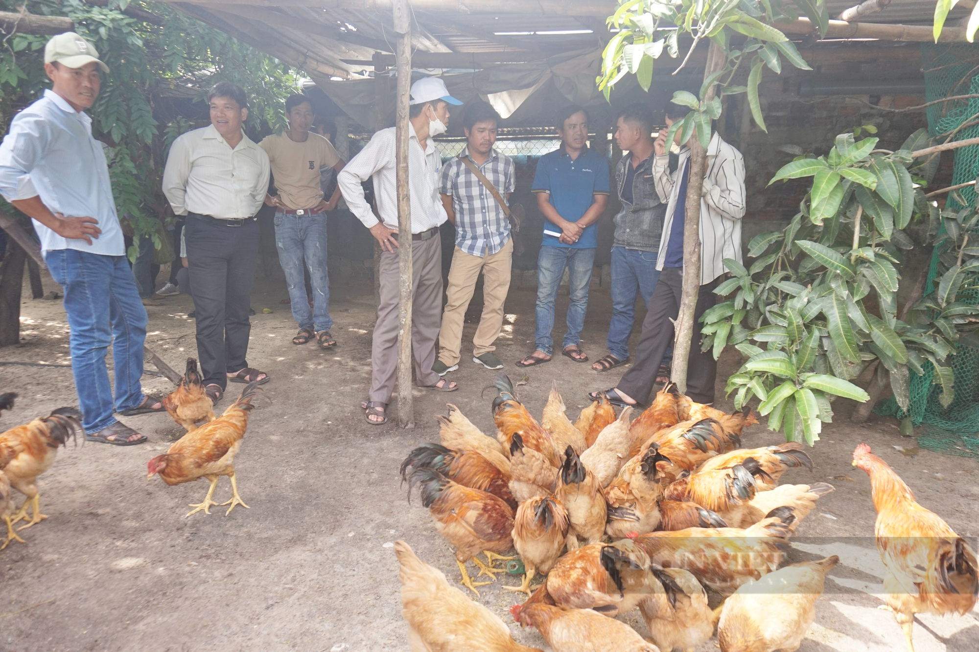 Gần 50 cán bộ, nông dân Đà Nẵng tham quan mô hình nuôi gà trên đệm lót sinh học dày - Ảnh 7.