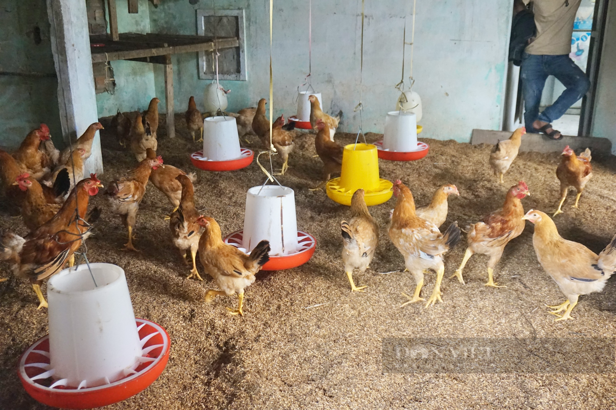 Gần 50 cán bộ, nông dân Đà Nẵng tham quan mô hình nuôi gà trên đệm lót sinh học dày - Ảnh 9.
