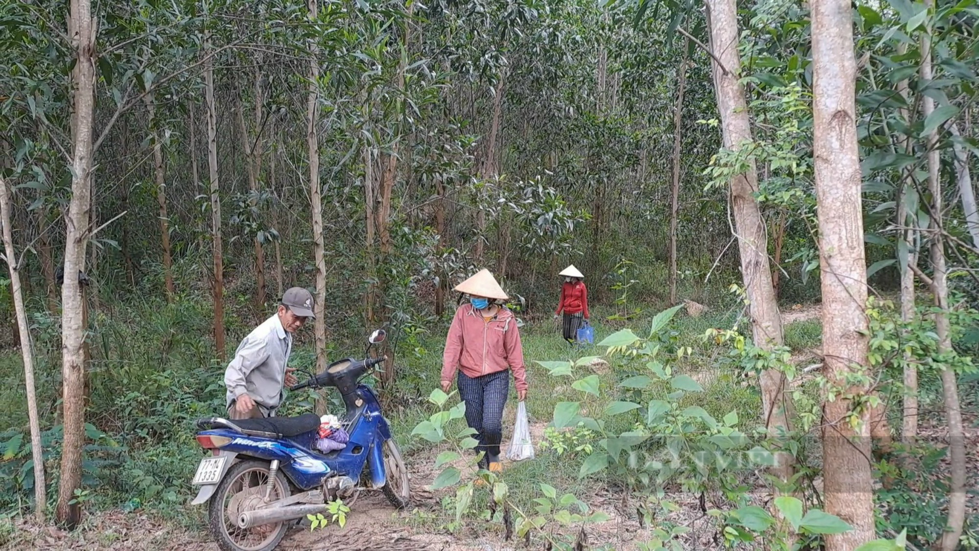 Đi &quot;săn&quot; loại nấm có tên đặc biệt, vị đắng đặc trưng, kén người ăn nhưng ăn được thì &quot;ghiền&quot; không dứt - Ảnh 1.