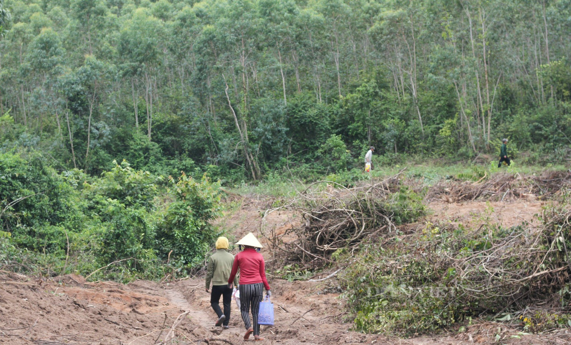 Đi &quot;săn&quot; loại nấm có tên đặc biệt, vị đắng đặc trưng, kén người ăn nhưng ăn được thì &quot;ghiền&quot; không dứt - Ảnh 11.